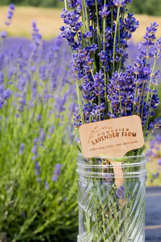 BLOOMING SOON: Pondview Lavender Farm to Open in June